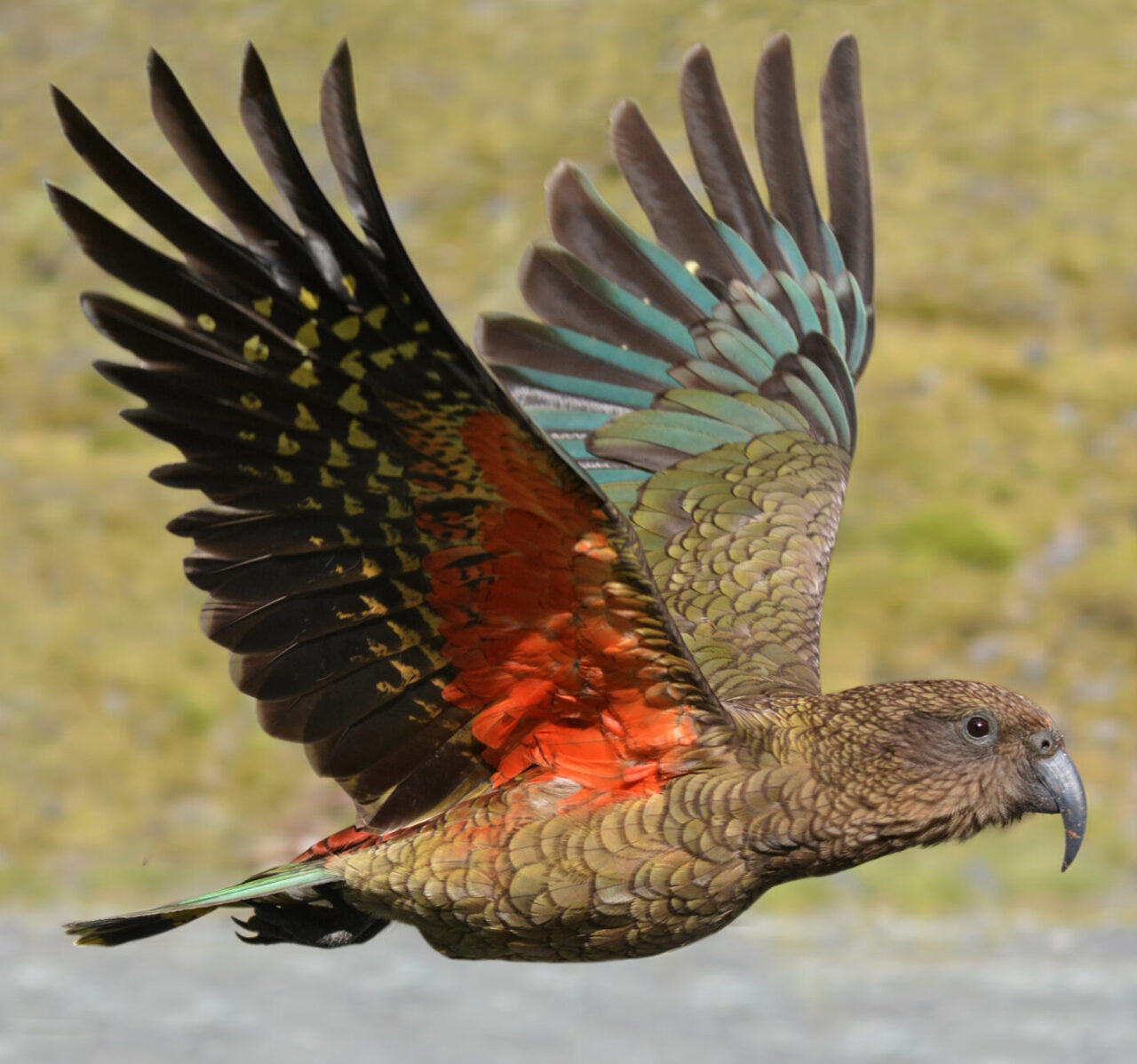 Kea Mountain Parrot fly in motion in Fiordland, New Zealand