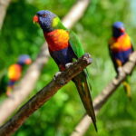 Australian Rainbow Lorikeet sit on a tree