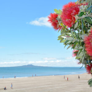 Pohutukawa red flowers blossom in the month of December in the North shore of Auckland, New Zealand. Christmas background.