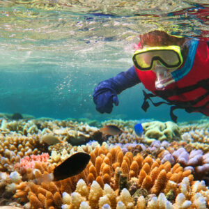 Australian person snorkeling scuba diving with life jacket vest and Lycra protection stinger suit at the Great Barrier Reef in the tropical far north of Queensland, Australia.