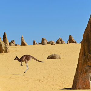 One western grey kangaroos hopping in the Pinnacles Desert near Cervantes in Western Australia.