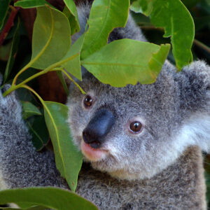 Koala - Joey