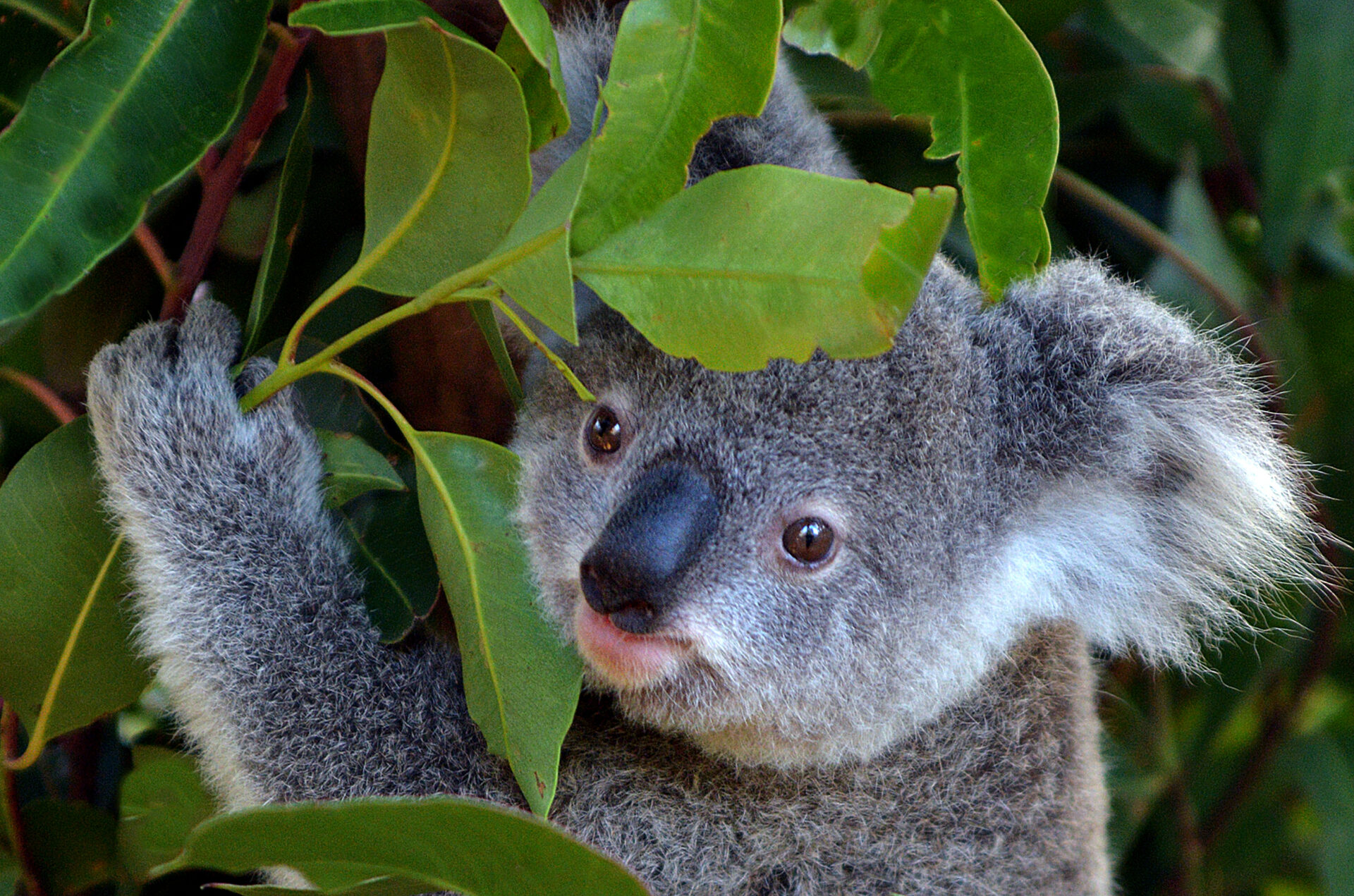 Koala - Joey