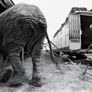 Big Problem elephant try to escape local circus. – Fine art photography print for sale. Decoration poster for home or office wall taken by documentary travel photographer Rafael Ben Ari