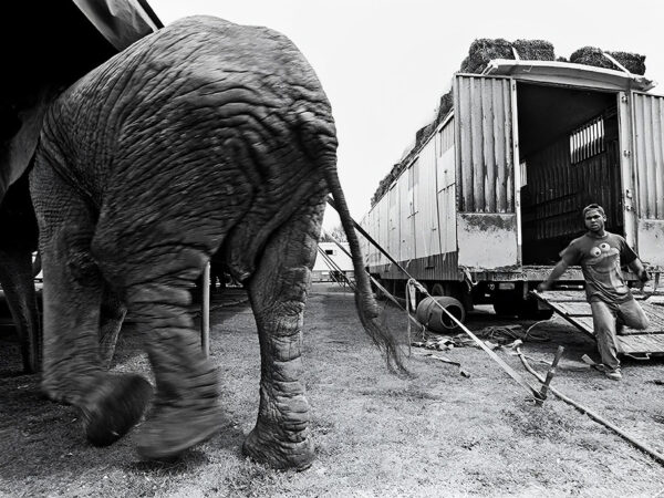 Big Problem elephant try to escape local circus. – Fine art photography print for sale. Decoration poster for home or office wall taken by documentary travel photographer Rafael Ben Ari