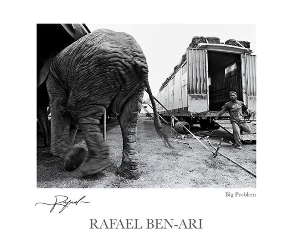 Big Problem elephant try to escape local circus. – Fine art photography print for sale. Decoration poster for home or office wall taken by documentary travel photographer Rafael Ben Ari