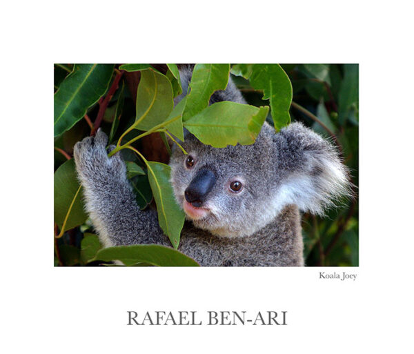 Koala Joey eat fresh green leaves on eucalyptus tree looking at camera - Fine art photography print for sale. Decoration poster for home or office wall taken by documentary travel photographer Rafael Ben Ari