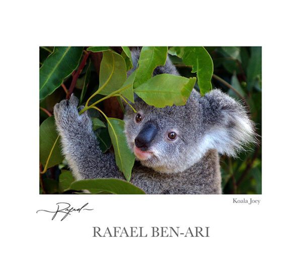 Koala Joey eat fresh green leaves on eucalyptus tree looking at camera - Fine art photography print for sale. Decoration poster for home or office wall taken by documentary travel photographer Rafael Ben Ari