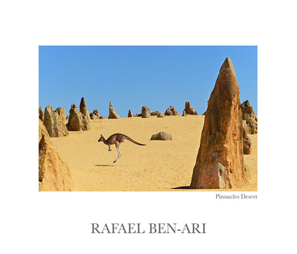 One western grey kangaroo hopping in the Pinnacles Desert near Cervantes in Western Australia - Fine art photography print for sale. Decoration poster for home or office wall taken by documentary travel photographer Rafael Ben Ari