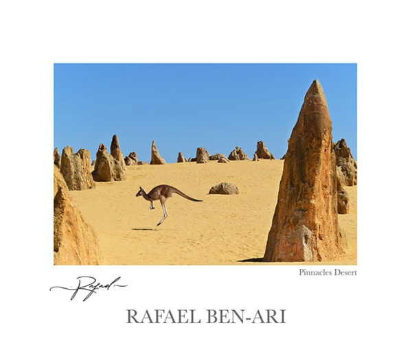 One western grey kangaroo hopping in the Pinnacles Desert near Cervantes in Western Australia - Fine art photography print for sale. Decoration poster for home or office wall taken by documentary travel photographer Rafael Ben Ari