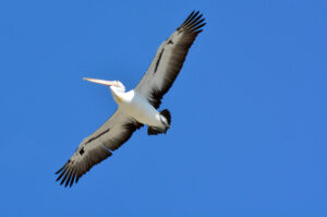 Large Australian Pelican native to Australia with open spread wings fly in the sky. No people. Copy space