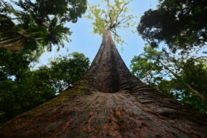 Low angle view of the Old Bottlebutt tree near Port Macquarie in New South Wales, Australia