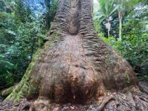 The tree trunk of the Old Bottlebutt tree near Port Macquarie in New South Wales, Australia