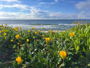 Yellow flowers grows on sand dune on pacific ocean beach