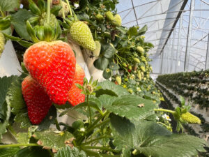 Strawberries grow in greenhouse