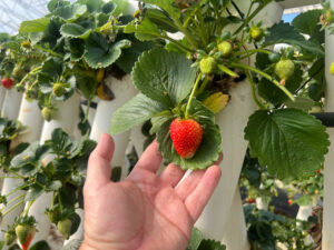 Person picking strawberries grow in greenhouse