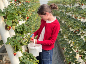 Girl picking strawberries