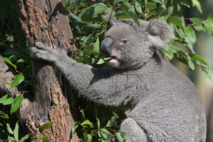 One Koala (Phascolarctos cinereus) eat eucalyptus tree leaves