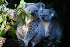 Two Koala (Phascolarctos cinereus) eat eucalyptus tree leaves