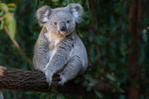 Koala (Phascolarctos cinereus) sit on eucalyptus tree leaves