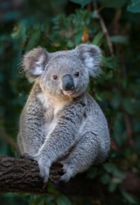 Cute Koala (Phascolarctos cinereus) on eucalyptus tree looking at camera