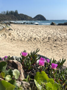 Pigface (Carpobrotus) pink flowers grows on a beach