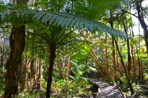 Empty wooden path on Kooloonbung Creek Nature Reserve in Port Macquarie NSW Australia