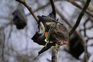 Grey-headed flying foxes mate in their daytime roosts. Males establish and defend territories by scent-marking with shoulder glands. During this time, females choose a male and the pair engages in repeated mating sessions over several days before the most likely conception in April. The physical act involves the male gripping the female's neck and pinning her wings to mate upside down.