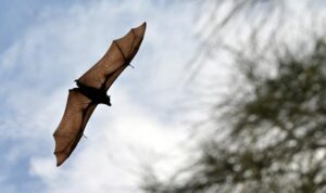 Grey-headed flying fox. The grey-headed flying fox is a nomadic bat that travels along Australia's east coast and plays a vital role in spreading pollen and seeds, which is crucial for the health of native forests.