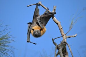 A Grey-headed flying fox, a large bat from eastern Australia, rests upside down in a tree by clinging to branches with its claws, using the tree as a roosting site during the day.
