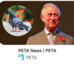 PETA Australia Rafael Ben Ari